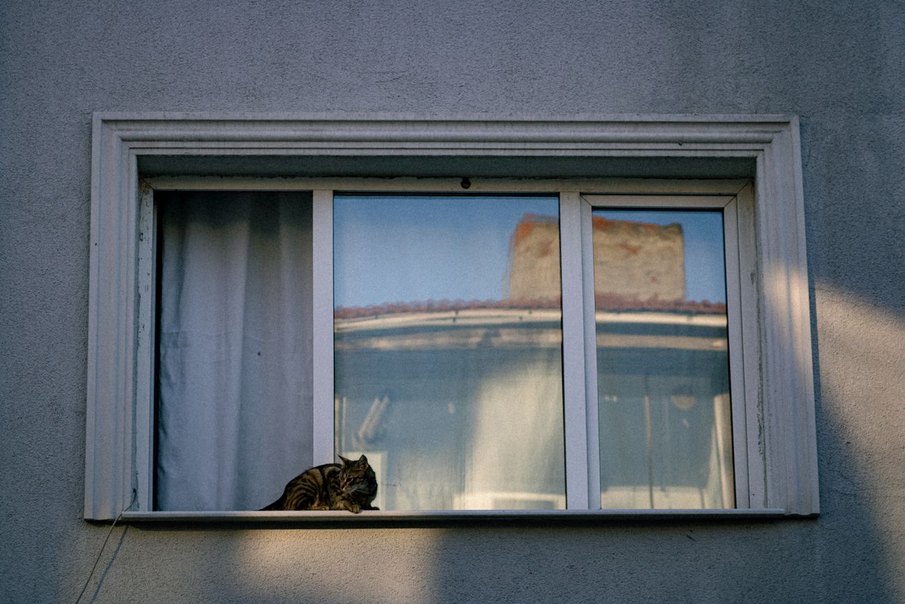 マンションの窓辺で猫がくつろいでいる様子