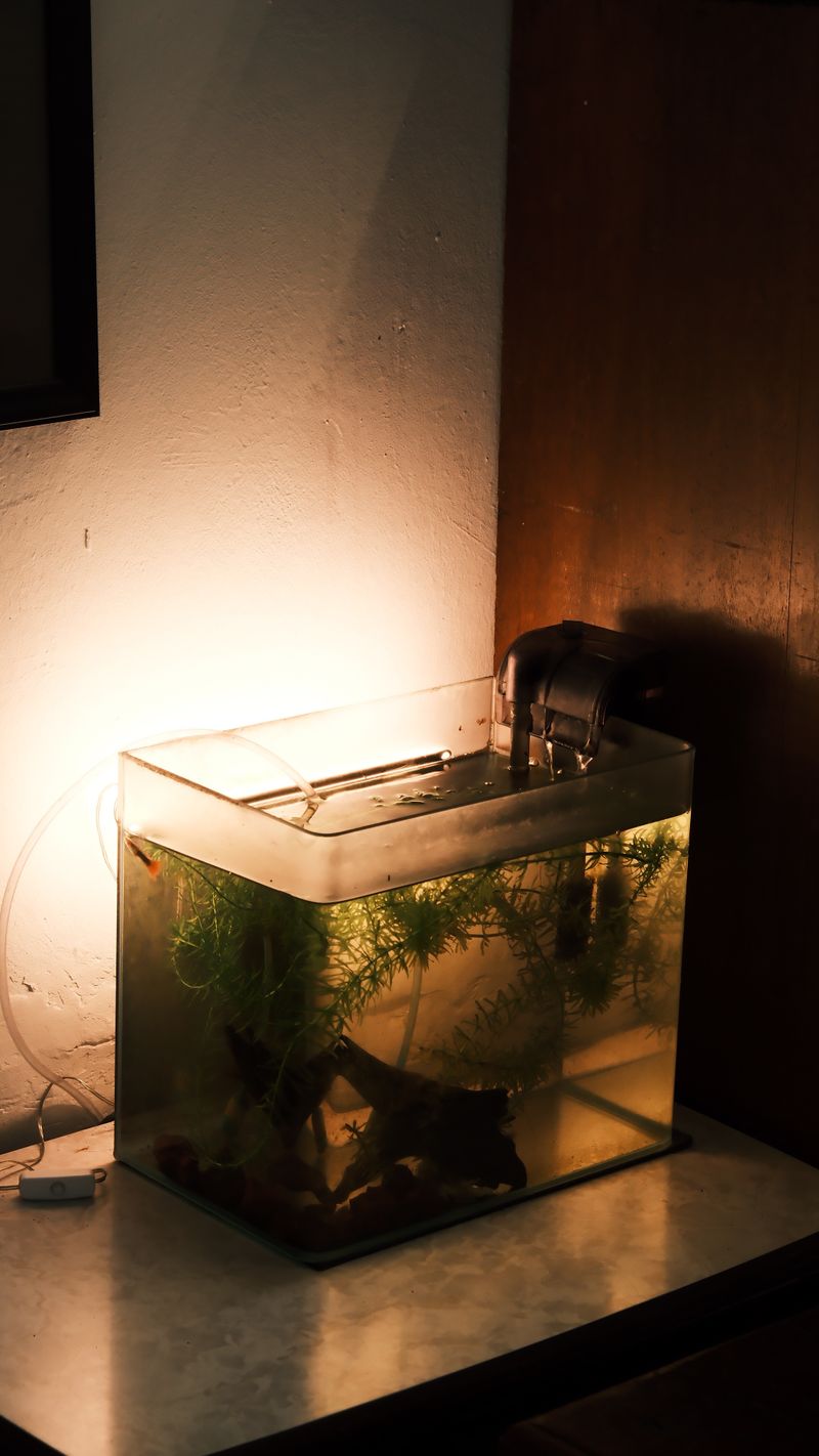 A warmly lit aquarium on a table showcasing aquatic plants and decor in a cozy corner.