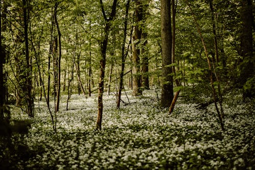 Photos gratuites de ail d'ours, champ de fleurs, fleurs blanches