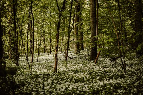 Free Grüner Wald Stock Photo