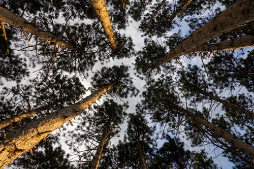 Free Looking up at tall conifer trees in Weaver, MN, creating an enchanting forest view. Stock Photo