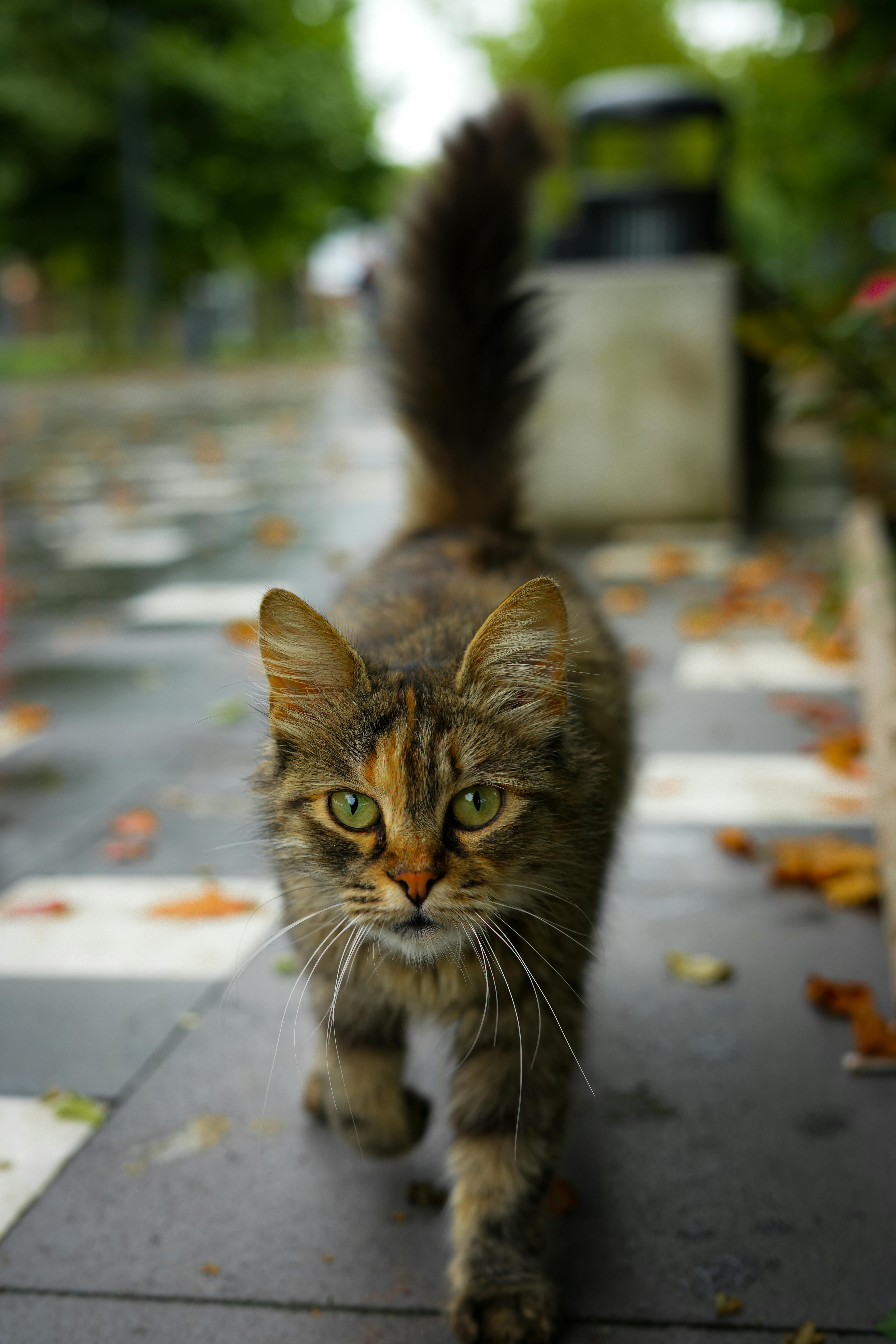 MIXTA（ミクスタ）の「《追加3》【MIXTA/ミクスタ】TABBY CAT