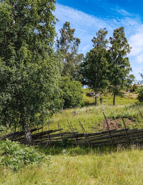 Kostenloses Stock Foto zu außerorts, bauernhof, baum