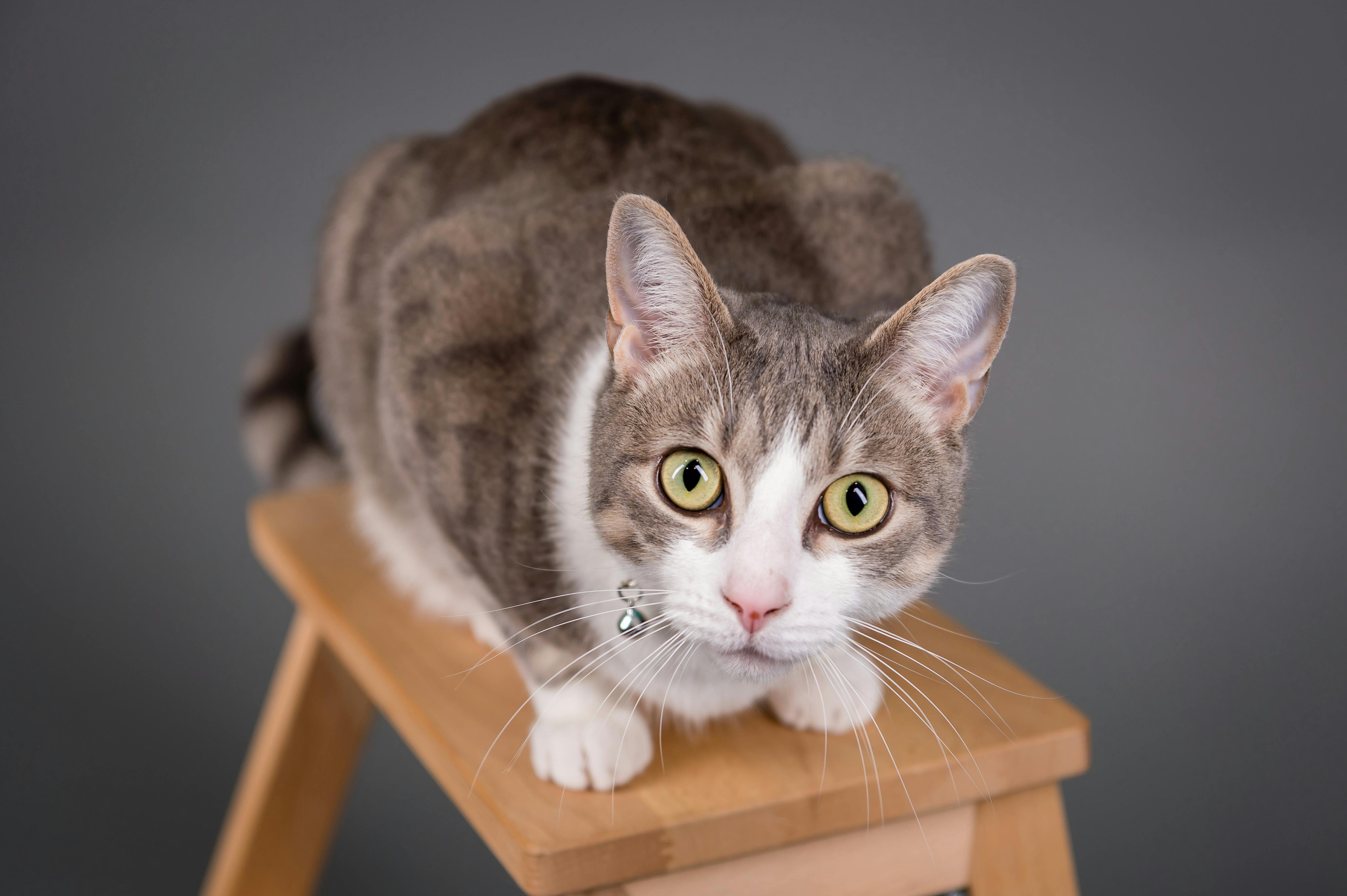 Close-up shot of a tabby cat with green eyes in a studio setting on a wooden stool.