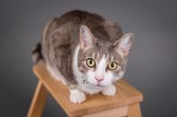 Cat perched on a wooden stool — photo by Valent Lau on Pexels