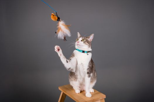 Interactive Cat Toys That Actually Work
