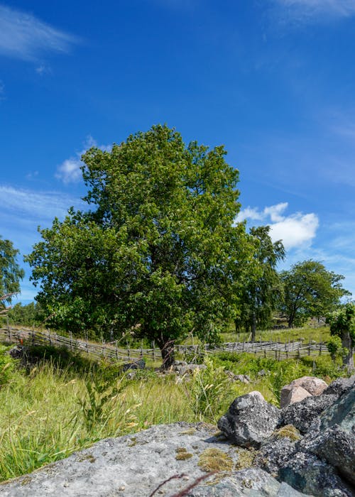 Foto d'estoc gratuïta de a l'aire lliure, aigua, arbre