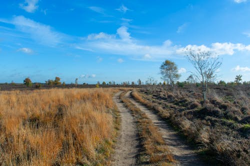 Free stock photo of cart track, dirt road, heather