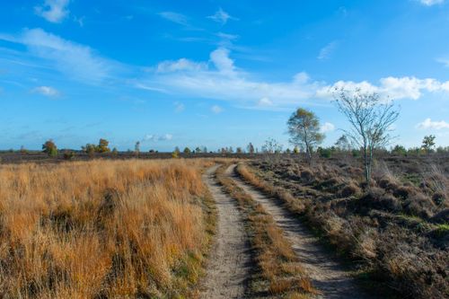 Free Open field landscape with a winding dirt road under a clear blue sky in autumn. Stock Photo