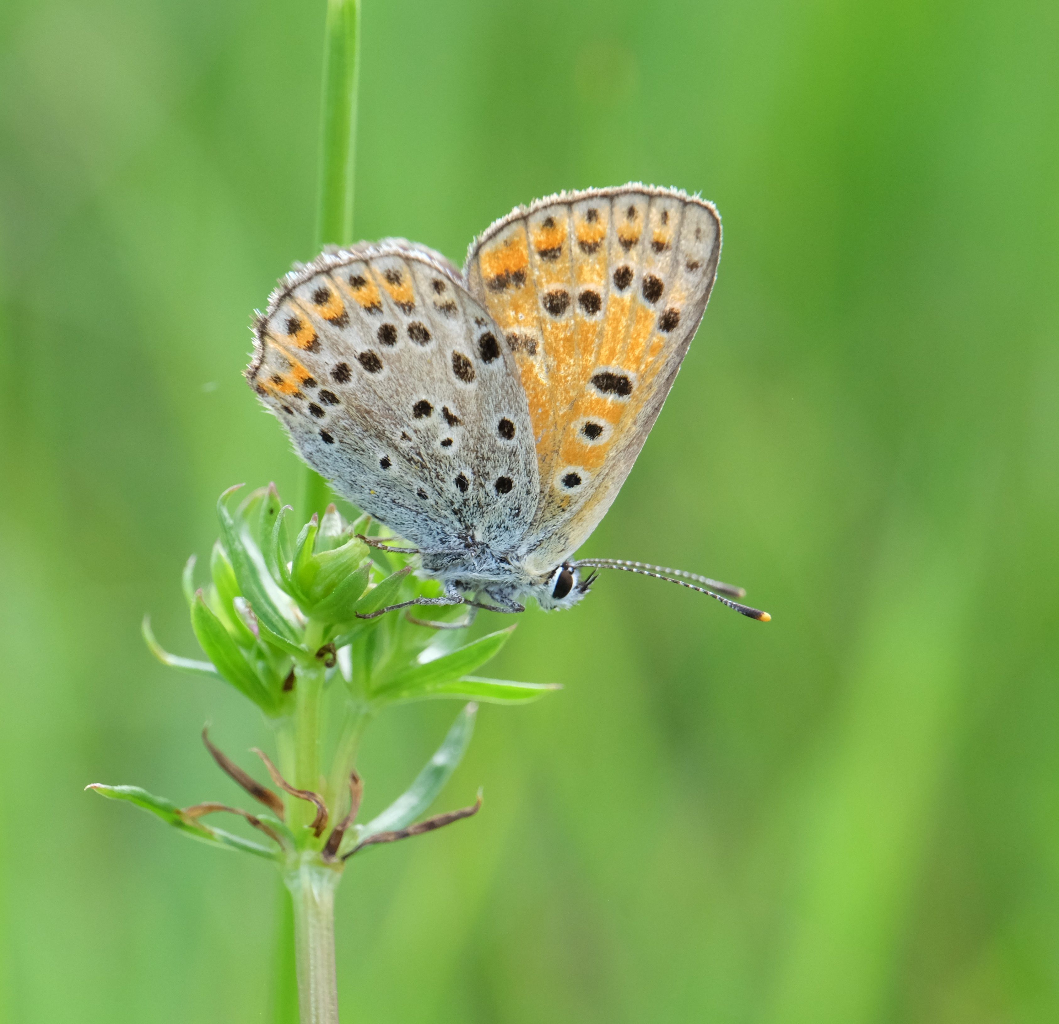 A small butterfly with orange and blue spots on its wings · Free Stock ...