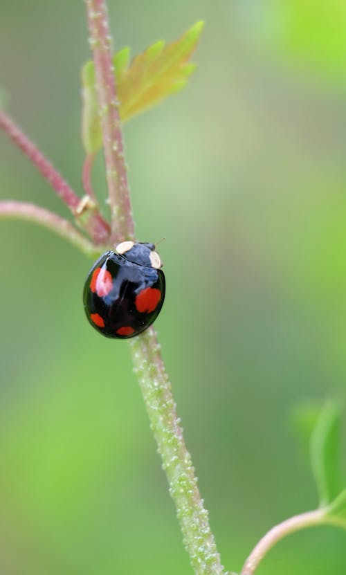 Gratis stockfoto met aan boord, antenne, aviate