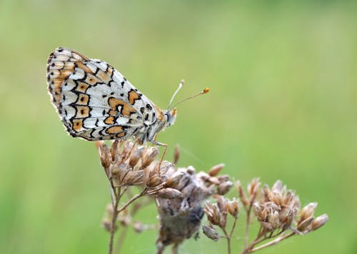 Gratis stockfoto met aan boord, antenne, aviate