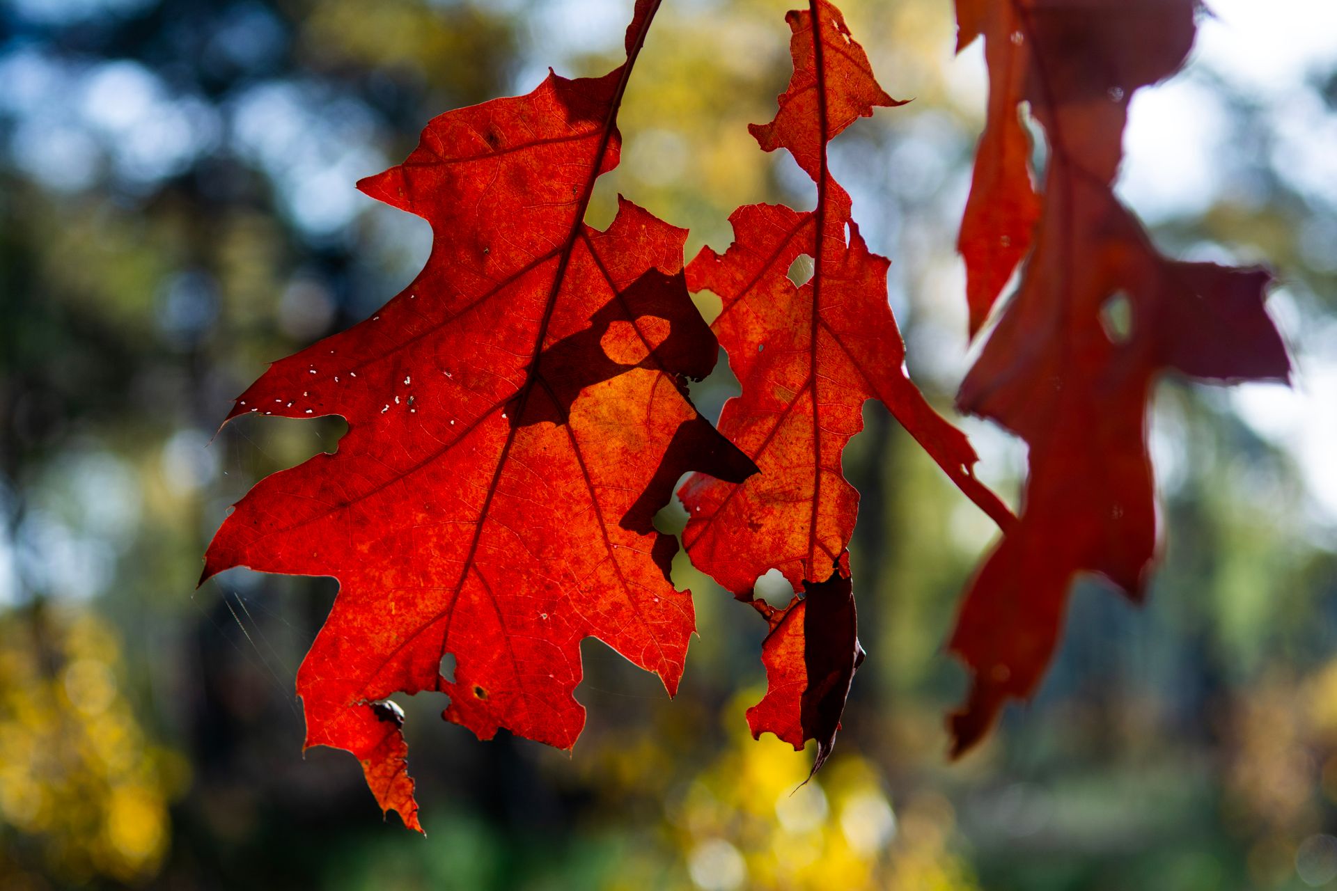 Oak Leaves in Autumn
