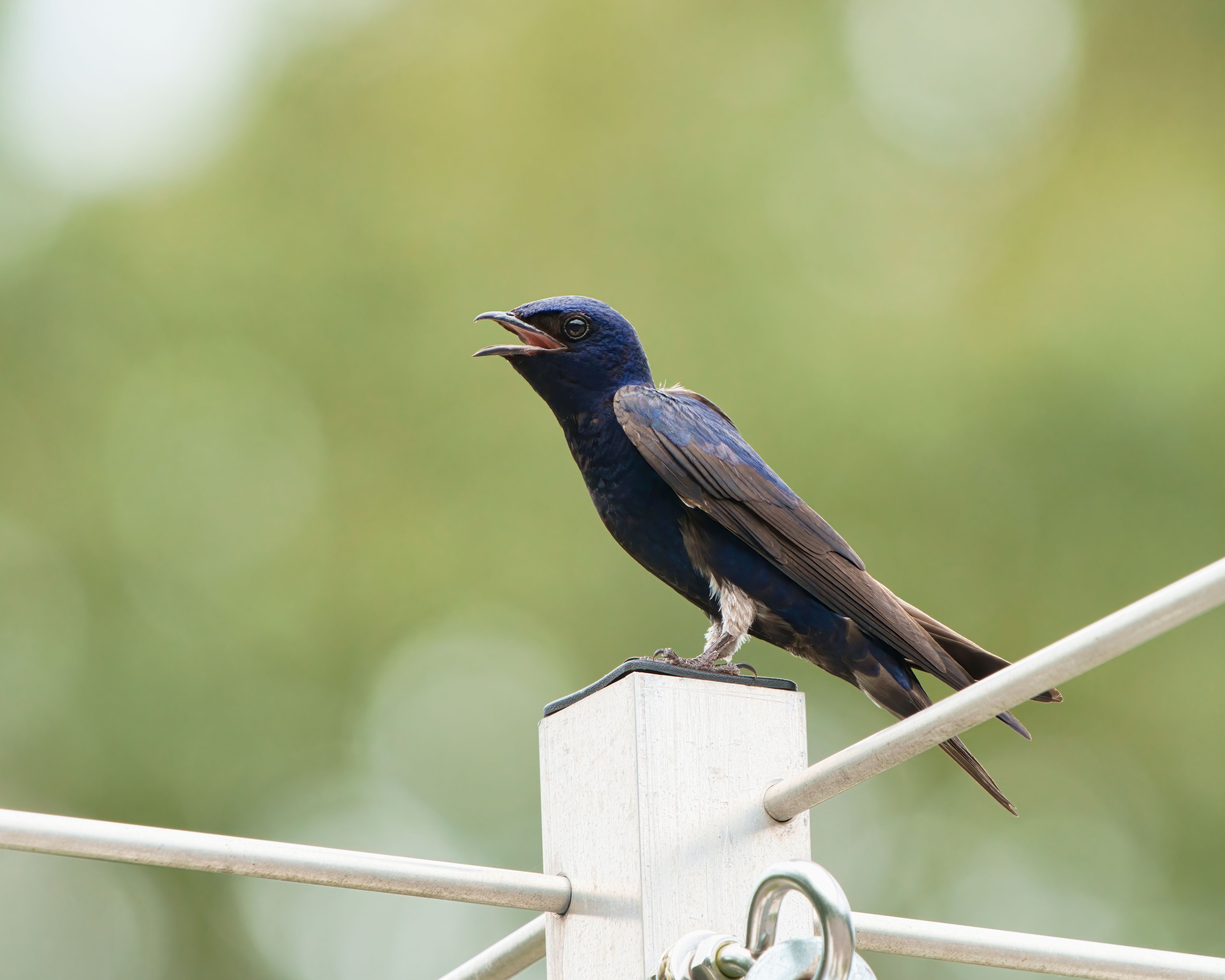 Southern Martin Bird · Free Stock Photo