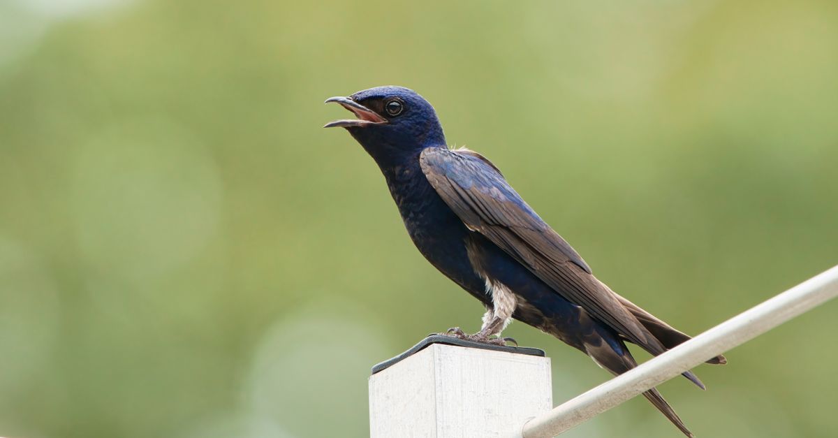 Southern Martin Southern Martin Bird · Free Stock Photo