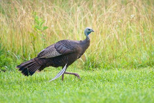 Free Wild turkey strolling through a grassy field in Dover, TN, showcasing natural beauty. Stock Photo