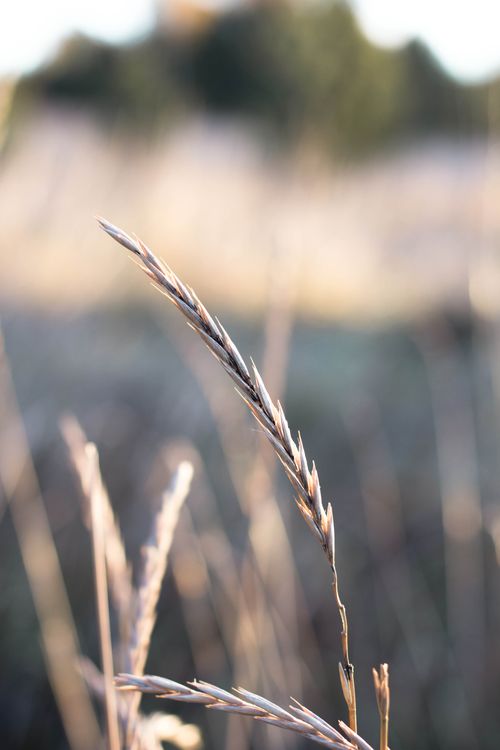 Free Sunlit wheat close-up in a rural field in Linköping, Sweden. Stock Photo