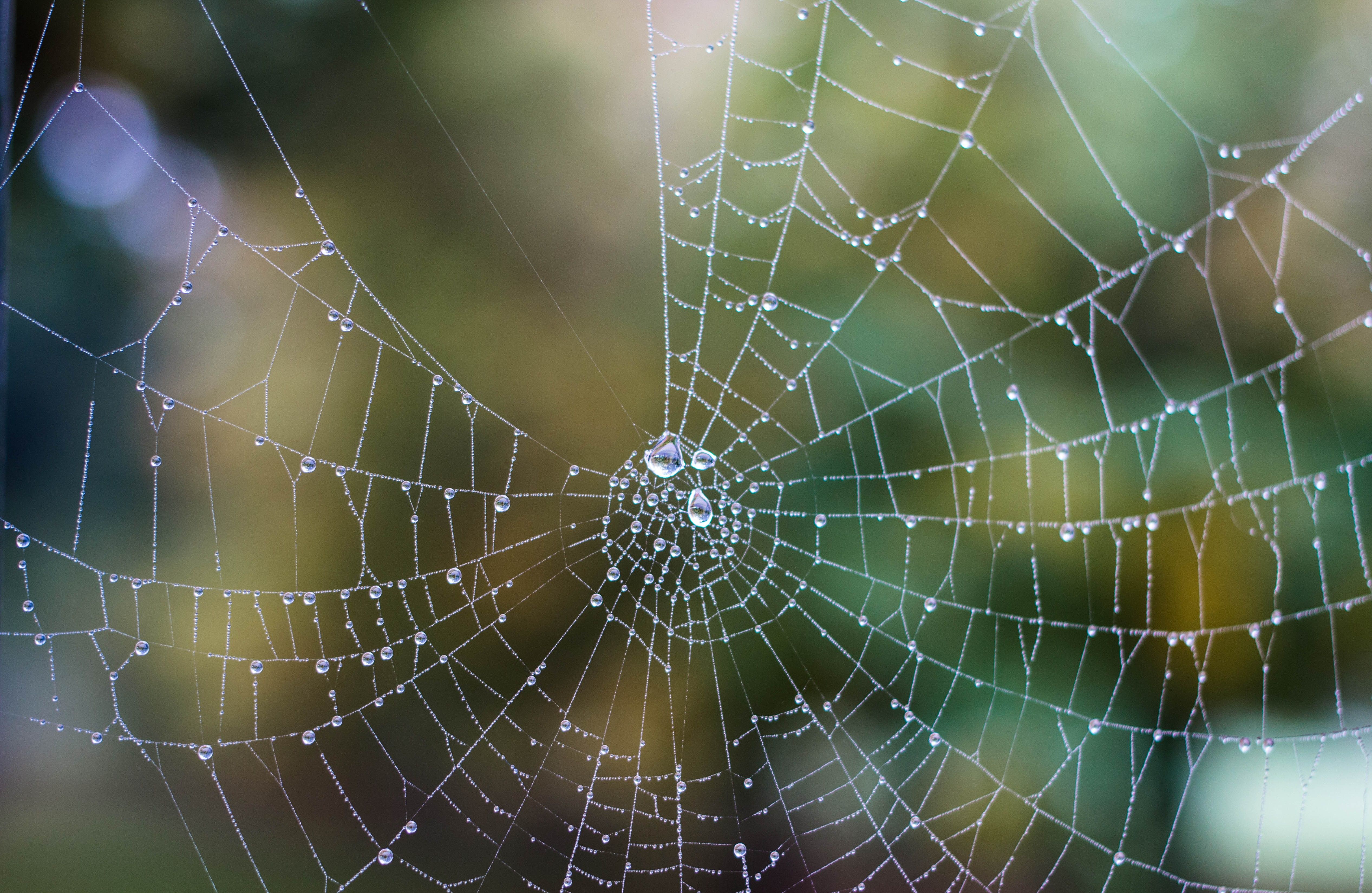 Spider Web With Rain Drops · Free Stock Photo