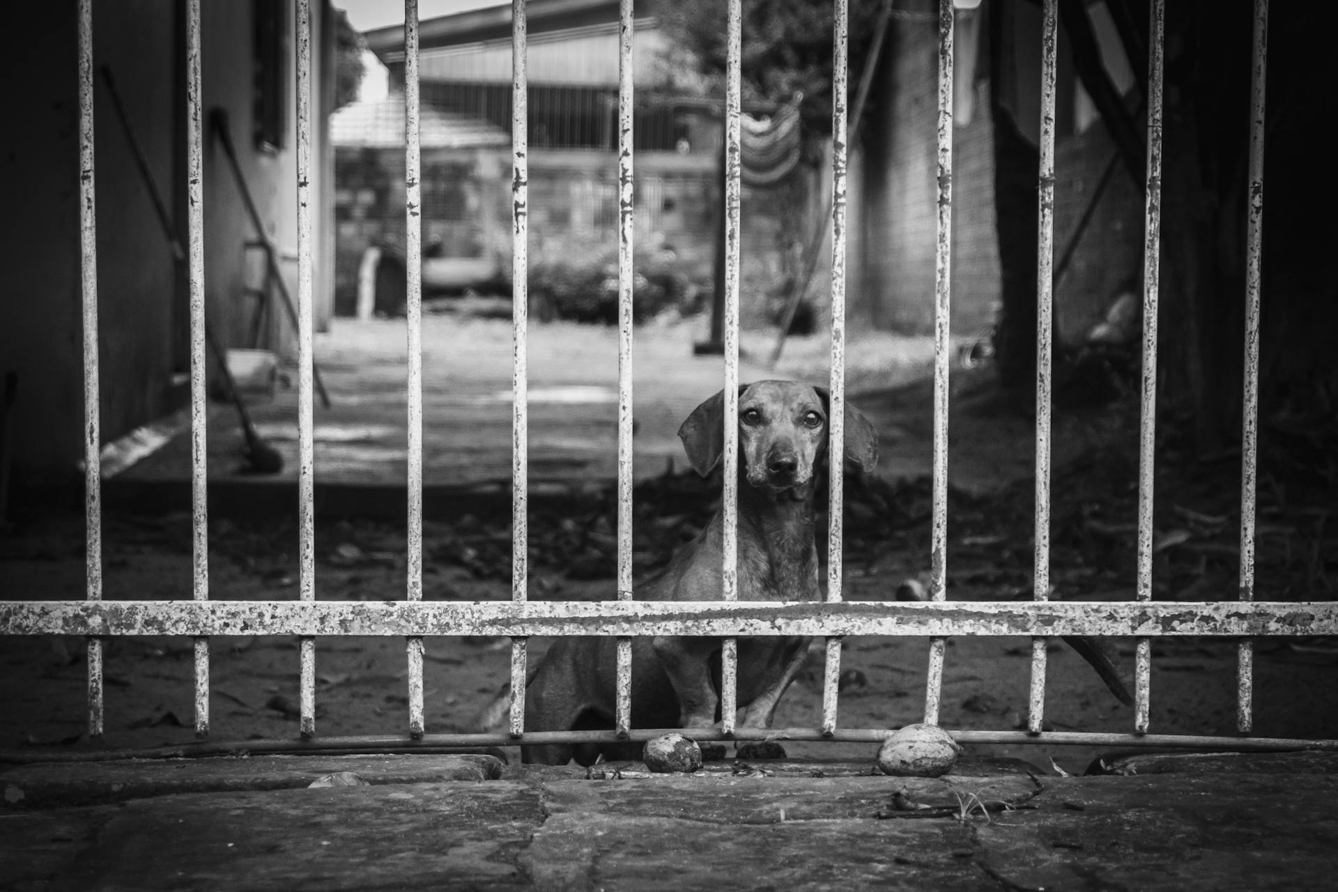 Dog behind Fence Bars