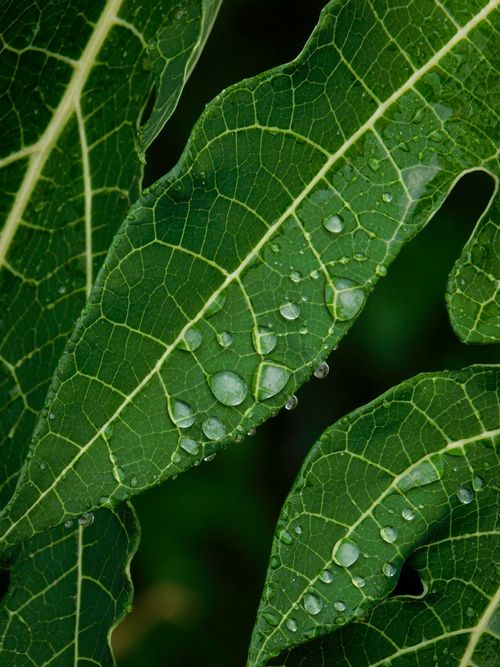 Free Detailed view of green leaves covered in clear raindrops, showcasing nature's beauty. Stock Photo