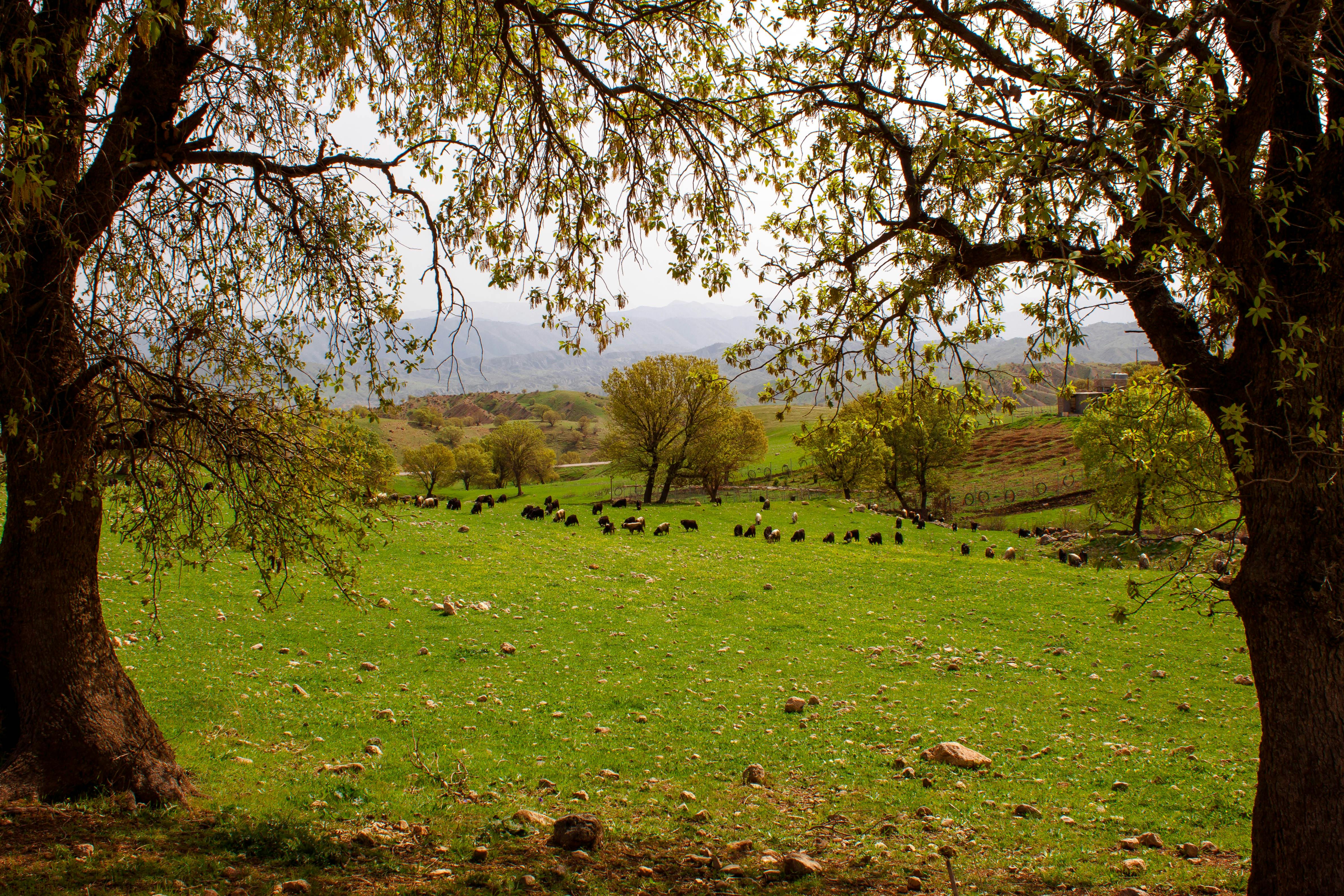 נוף טיפוסי בעיראק