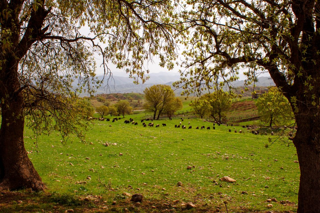 Free Serene pasture with livestock under a tree in Sulaymaniyah, Iraq. Stock Photo
