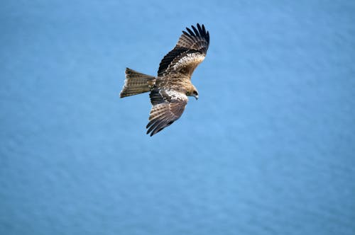 Fotobanka s bezplatnými fotkami na tému cestovať, divočina, divý