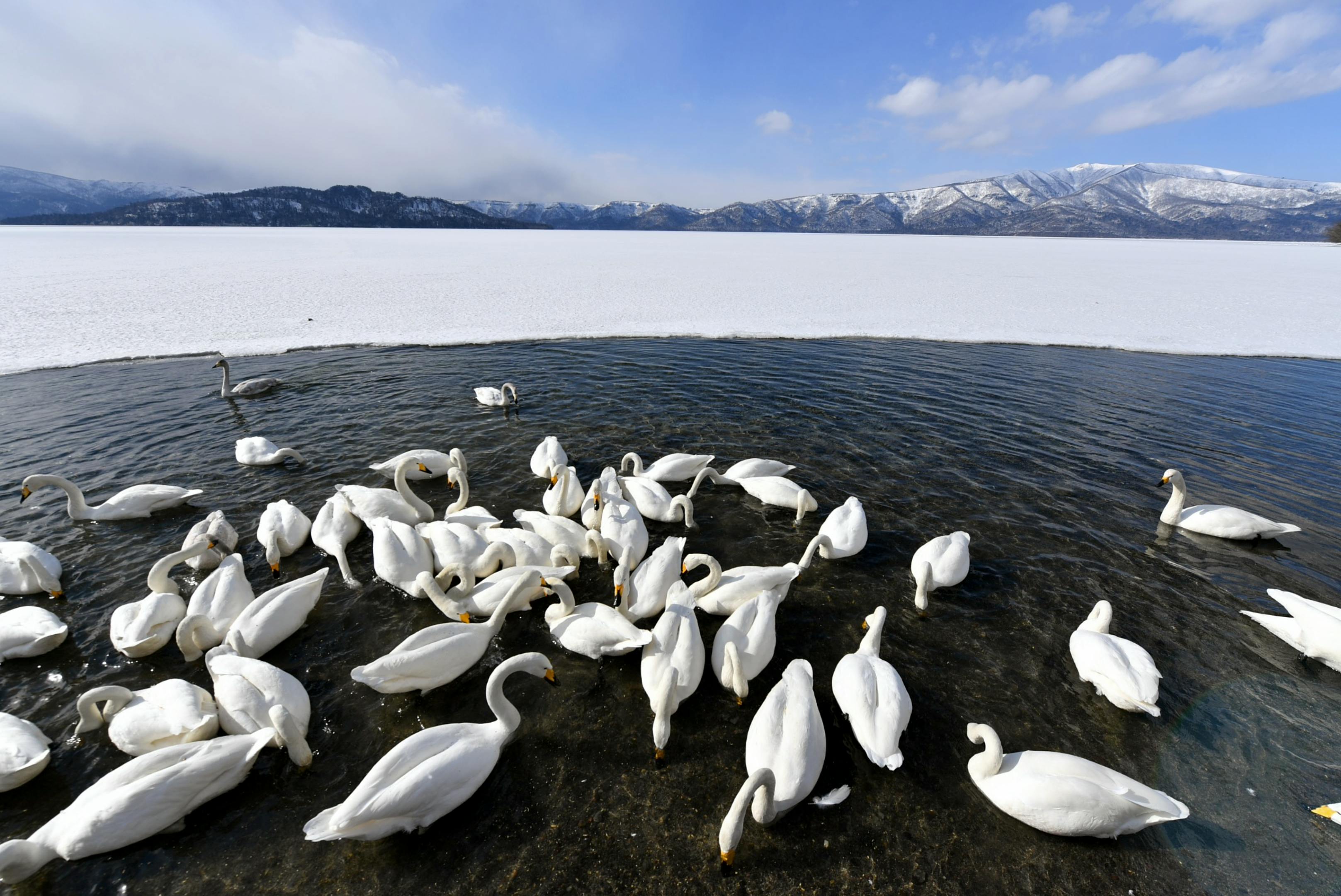 Graceful swans gather on a partially frozen lake against snow-covered mountains under a bright blue sky.