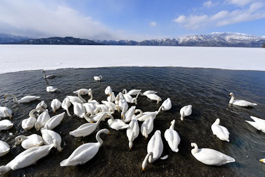 Graceful swans gather on a partially frozen lake against snow-covered mountains under a bright blue sky.