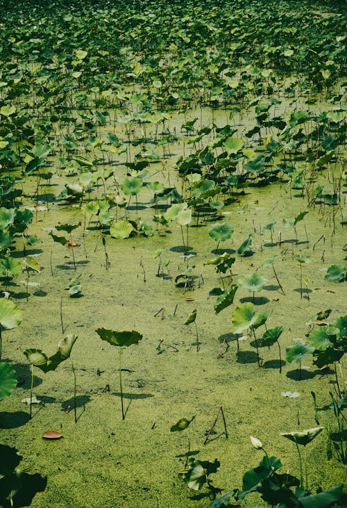 A pond with lots of water lilies and green plants