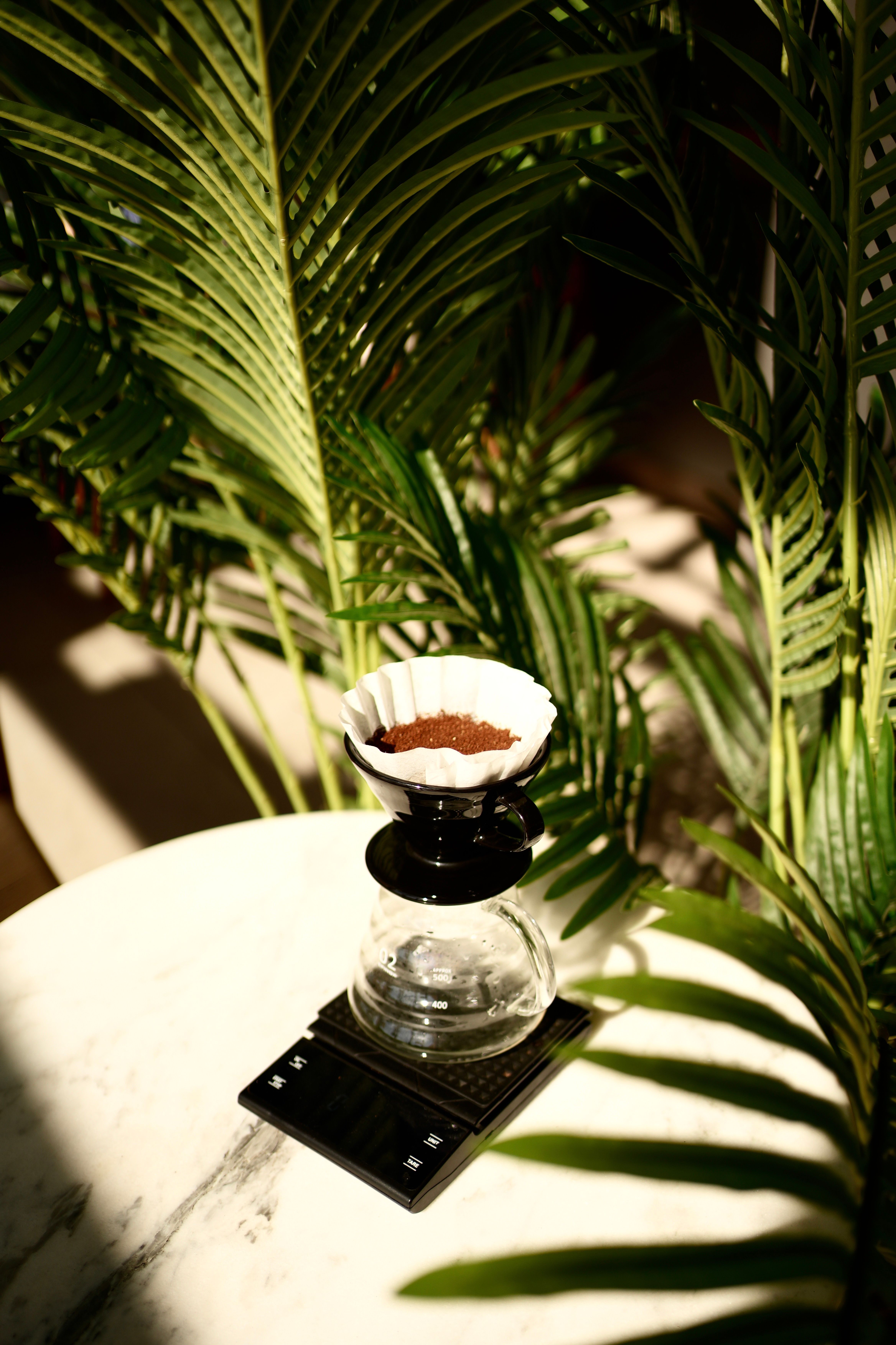 A sunlit pour-over coffee setup on a table surrounded by lush green leaves.