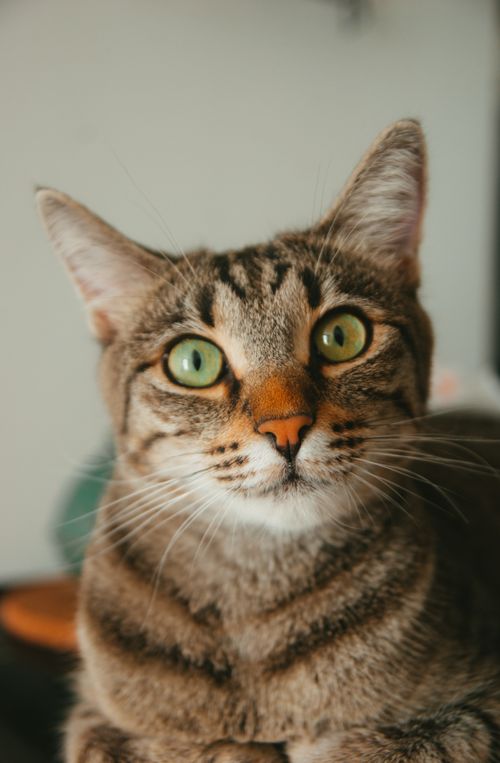 Free Charming close-up of a tabby cat with green eyes, staring directly at the camera. Stock Photo
