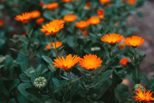 Free Bright orange marigolds blooming in a lush outdoor garden setting. Stock Photo