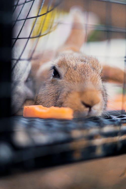 The lazy rabbit refuses to eat carrots.