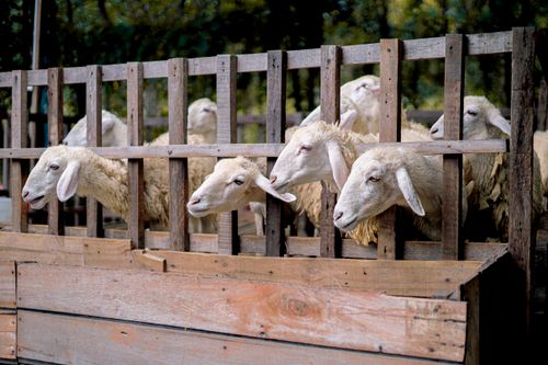 Free Selective focus image of sheep in a wooden pen on a rural farm in Vietnam. Stock Photo