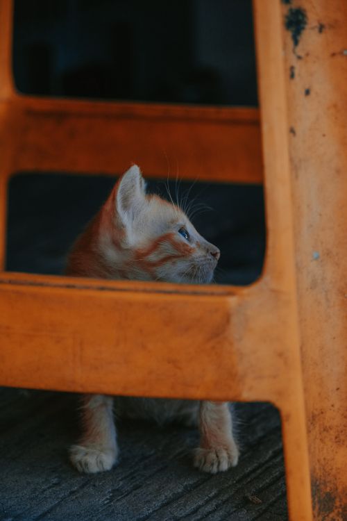 Free Close-up of a ginger kitten curiously peeking through a wooden chair indoors. Stock Photo