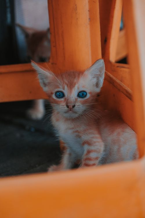 Free Adorable ginger kitten peeks out from under chair, showcasing bright blue eyes and innocence. Stock Photo