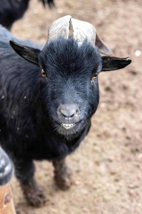 Free A close-up portrait of a black goat with earthy background, showcasing its unique features. Stock Photo