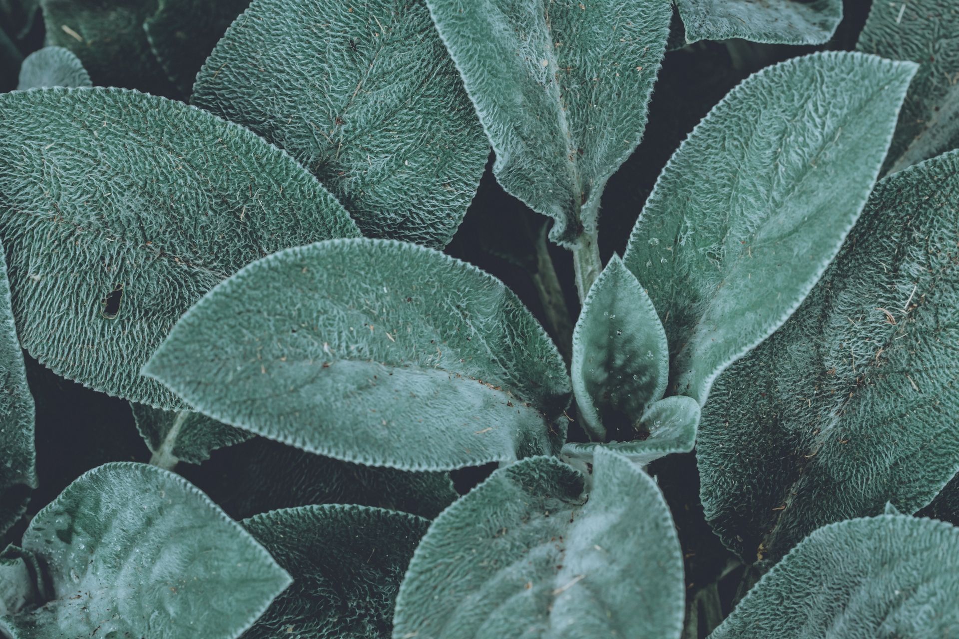 Green Leaf Plants Close-up Photography