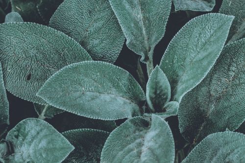 Free Detailed close-up of textured, frost-covered green leaves in a natural setting. Stock Photo