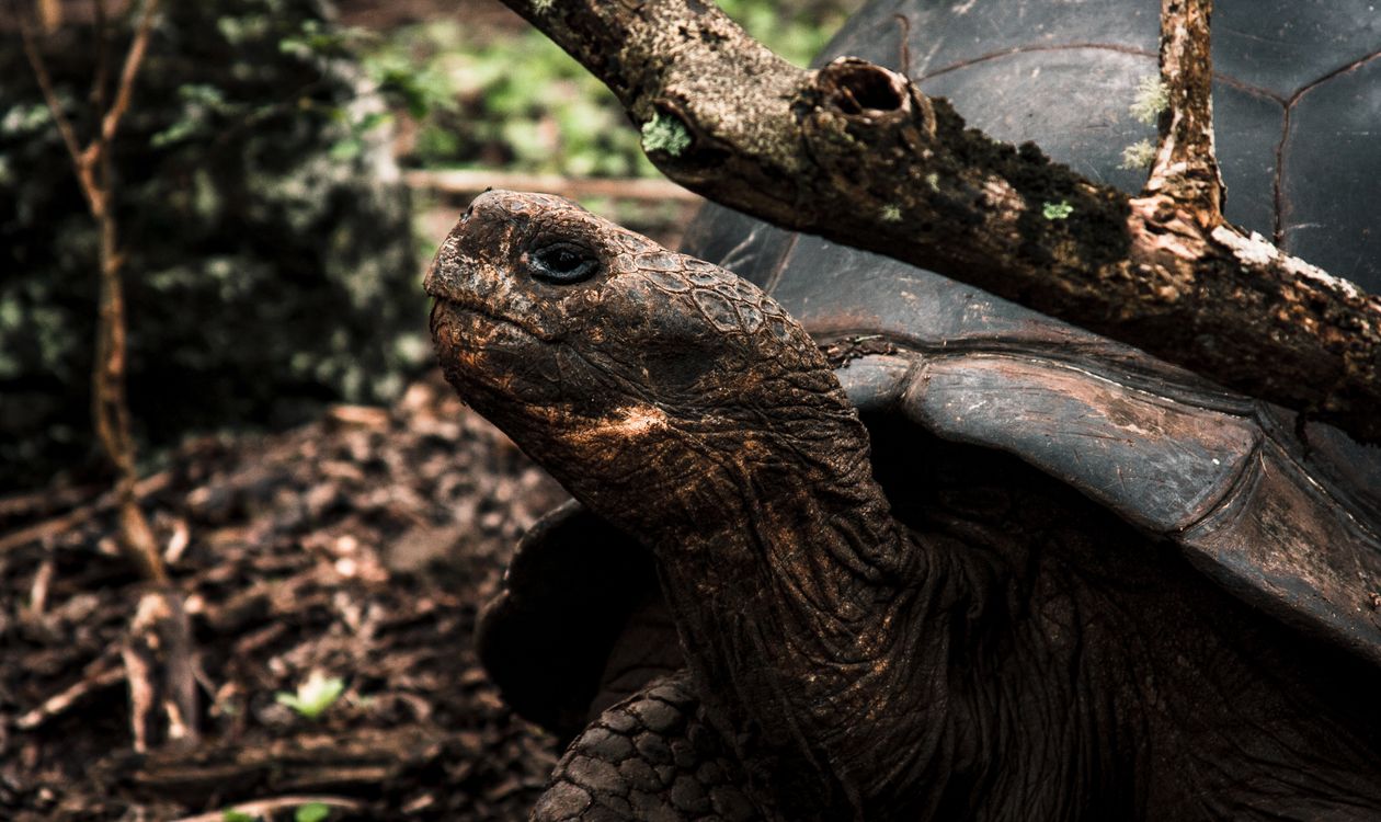 Tortoise in a natural woodland habitat