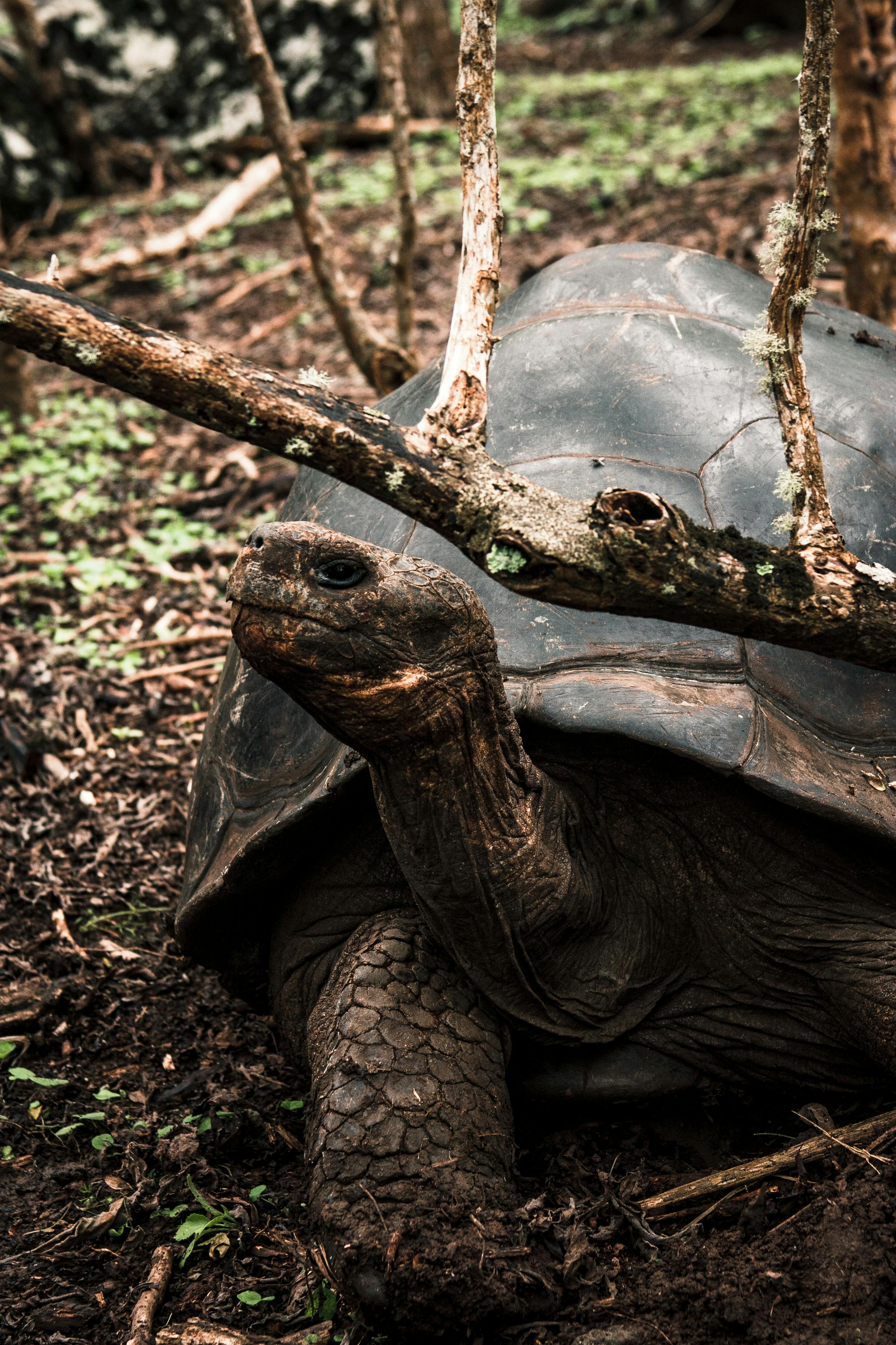 Dev Kaplumbağa Ziyareti
