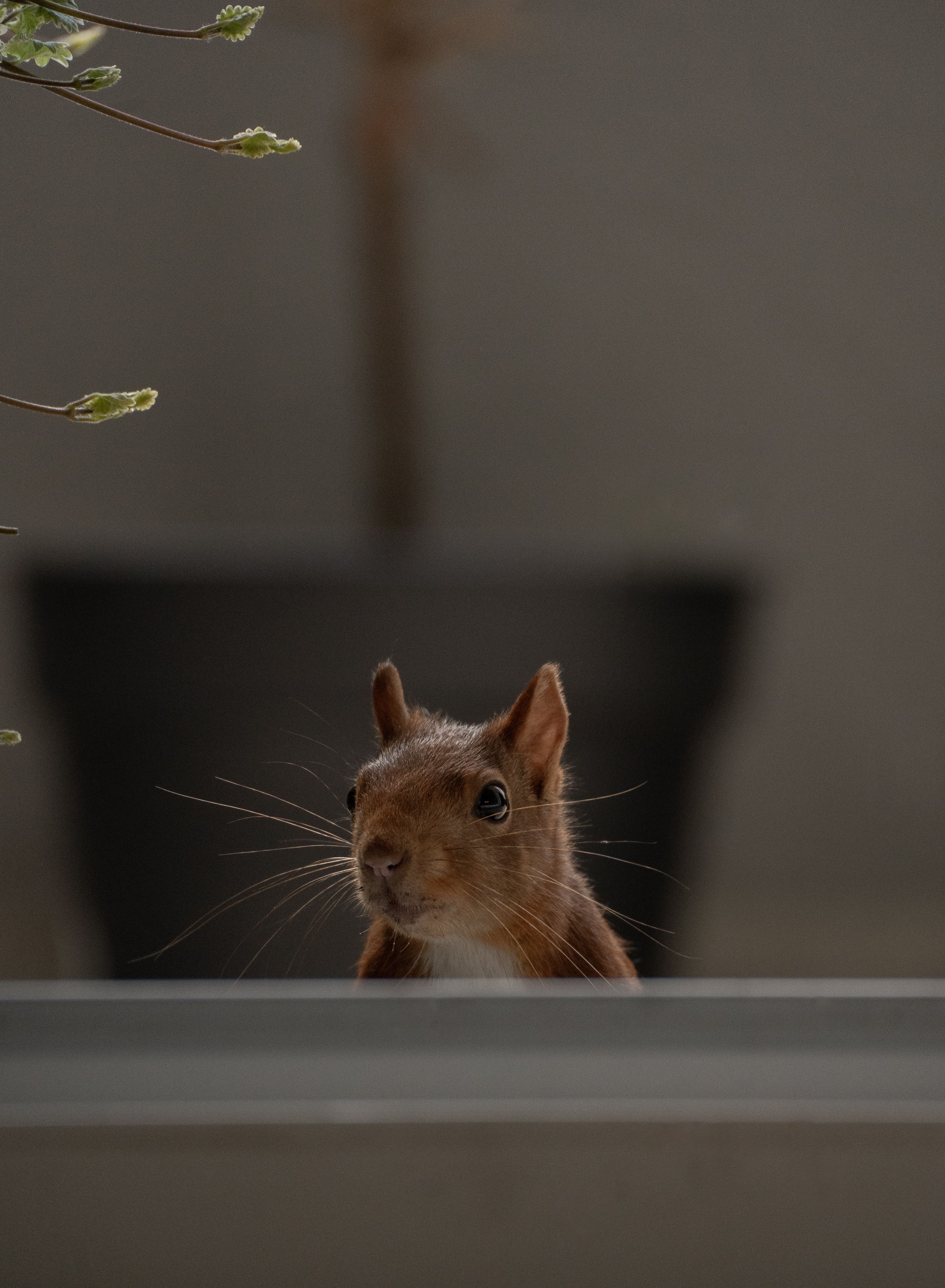 Head of Squirrel behind Window · Free Stock Photo