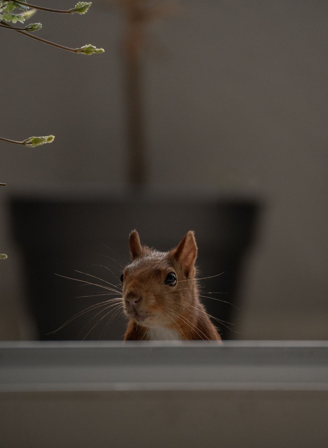 Head of Squirrel behind Window · Free Stock Photo