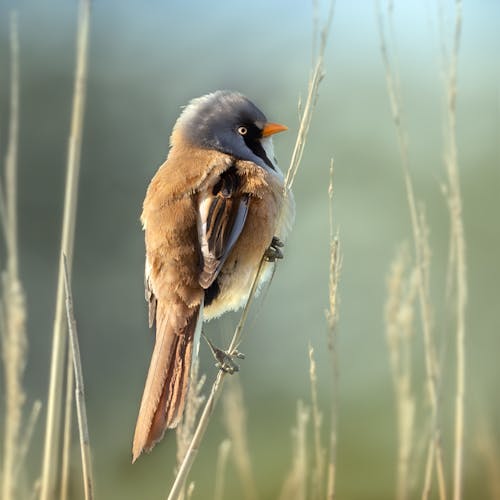 Kostenloses Stock Foto zu bärtiges reedling, marshes, schönheit in der natur