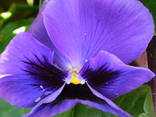 purple pansies,