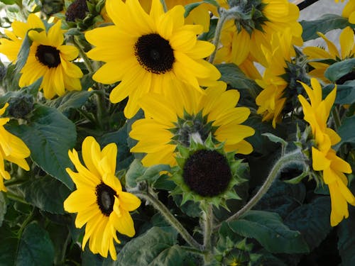 dwarf sunflowers blooms,