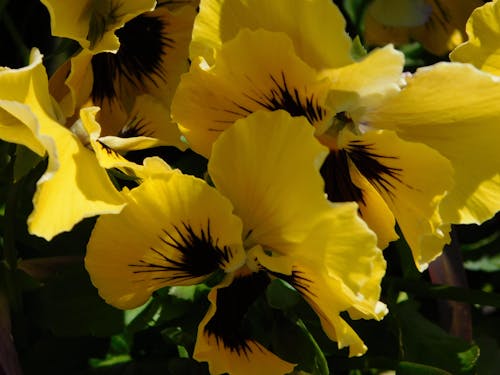 yellow pansies,