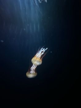 Captivating image of jellyfish swimming gracefully underwater, showcasing nature's beauty.