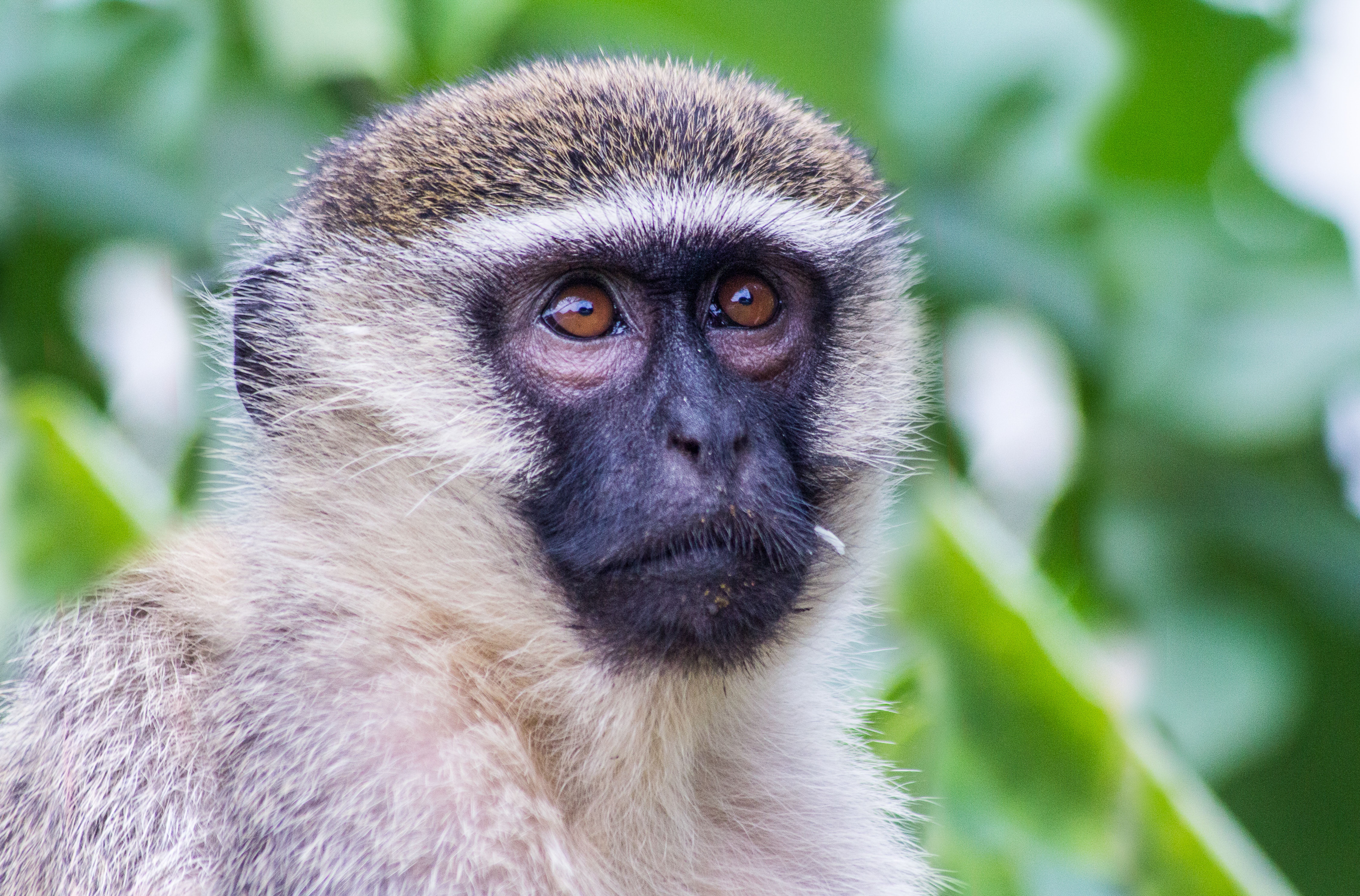 portrait-of-a-vervet-monkey-free-stock-photo